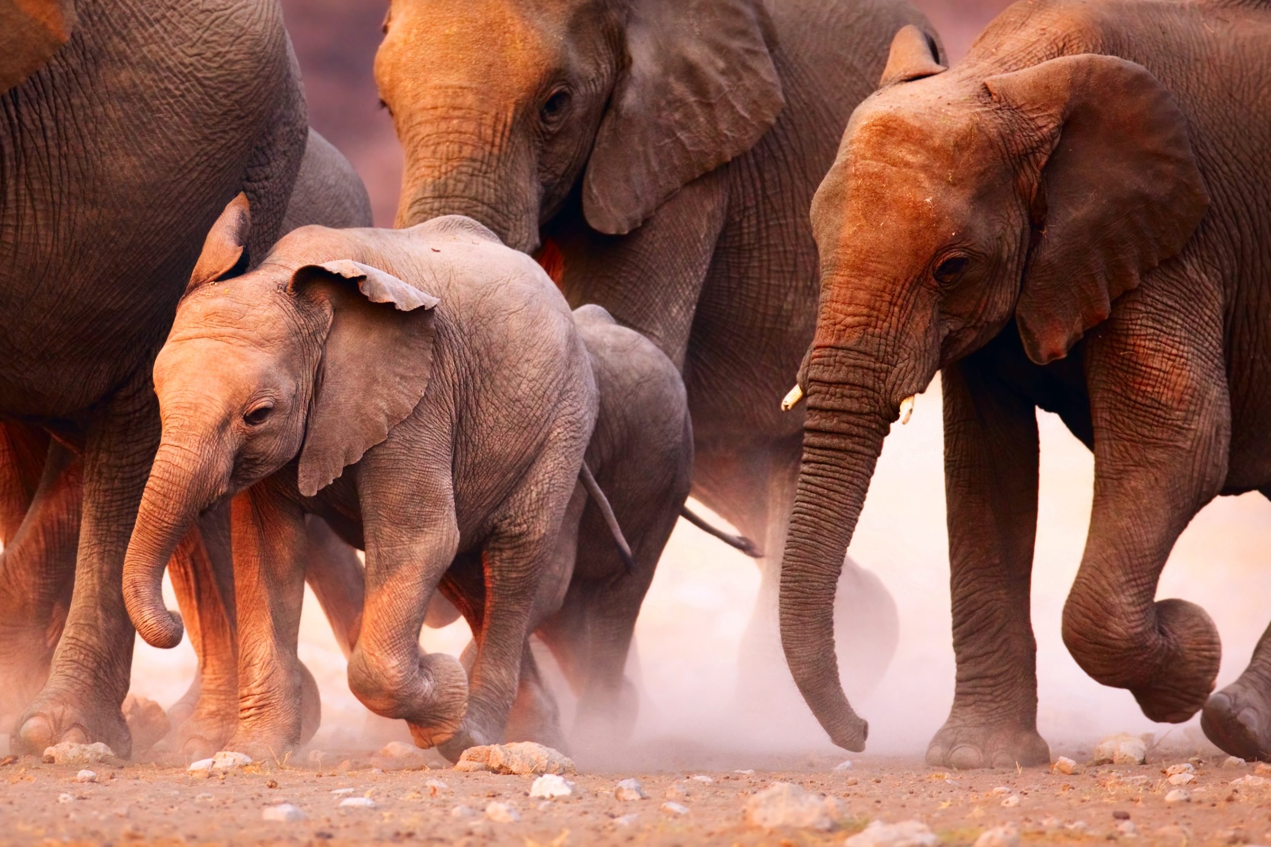 https://awe.africa/wp-content/uploads/2023/06/Elephant-Calf-Dust-2700x1800-2-scaled.jpg